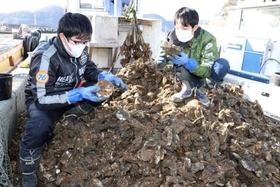 山積みのカキ殻をかき分け、カニを探す大角一尋さん（左）と涼斗さん＝相生市相生