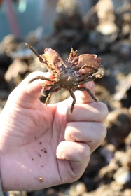カキ殻に隠れていたカニ