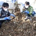 山積みのカキ殻をかき分け、カニを探す大角一尋さん（左）と涼斗さん＝相生市相生