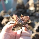 カキ殻に隠れていたカニ