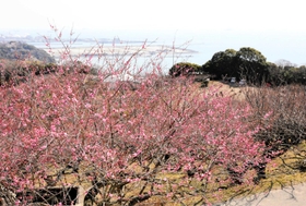 咲き具合が例年より遅い梅林。向こう側には播磨灘が広がる＝綾部山梅林