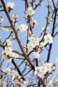 木によっては見頃となった花もある＝綾部山梅林