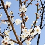 木によっては見頃となった花もある＝綾部山梅林