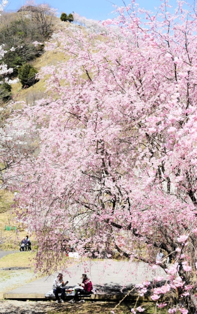 順々に見頃を迎える「桜華園」の桜＝神河町東柏尾