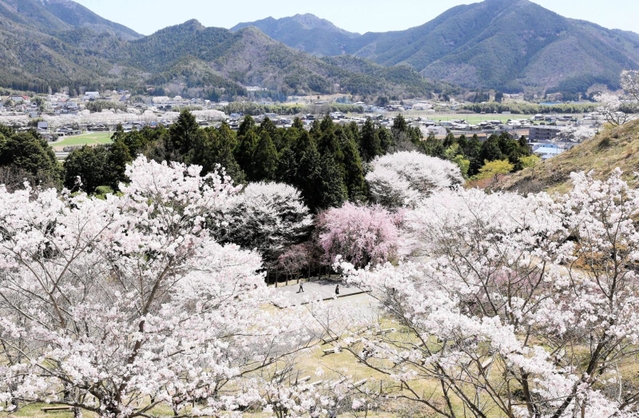 順々に見頃を迎える「桜華園」の桜＝神河町東柏尾