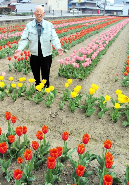 チューリップを育てる三輪貞幸さん＝福崎町