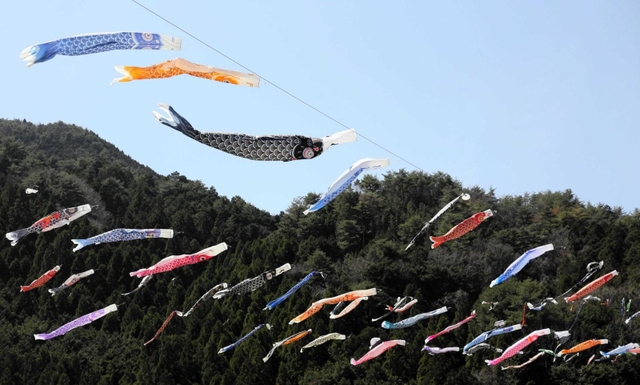 群れをつくって谷間を泳ぐこいのぼり＝神河町根宇野