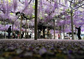 散りてなお、境内に薄紫の彩りを与えるフジの花＝宍粟市山崎町上寺