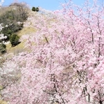 順々に見頃を迎える「桜華園」の桜＝神河町東柏尾