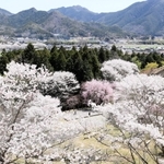 順々に見頃を迎える「桜華園」の桜＝神河町東柏尾