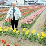 チューリップを育てる三輪貞幸さん＝福崎町