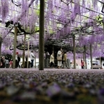 散りてなお、境内に薄紫の彩りを与えるフジの花＝宍粟市山崎町上寺