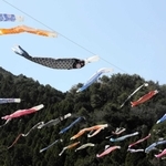 群れをつくって谷間を泳ぐこいのぼり＝神河町根宇野