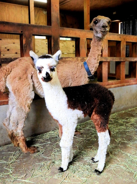母のソラから離れないアルパカの赤ちゃん「おこげ」（手前）＝ヨーデルの森