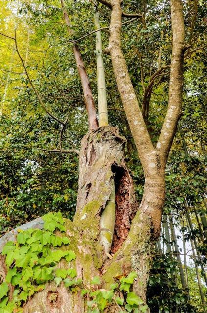 空洞化したサクラの幹の中から伸びる２本の竹＝佐用町本位田甲