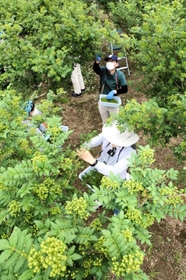 青々と成長したサンショウの実を摘み取る収穫体験会の参加者＝たつの市新宮町下笹