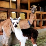 母のソラから離れないアルパカの赤ちゃん「おこげ」（手前）＝ヨーデルの森