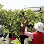 「太子サンショウ研究会」は収穫作業の効率を考え、樹高を低くしている＝太子町太田