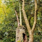 空洞化したサクラの幹の中から伸びる２本の竹＝佐用町本位田甲