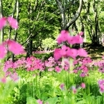 木漏れ日が差し込む谷筋で花を咲かせるクリンソウ＝宍粟市千種町西河内