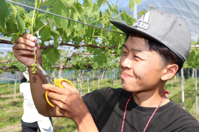 ブドウの育ち具合を見る福島聡一郎さん
