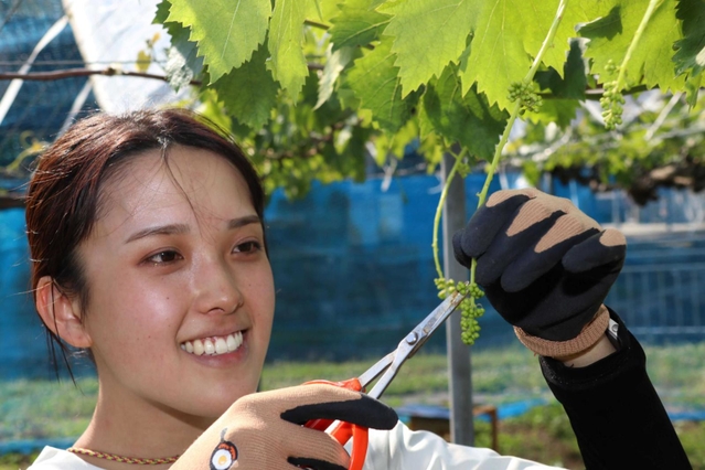 ブドウのつぼみを切りそろえる竹内愛幸さん
