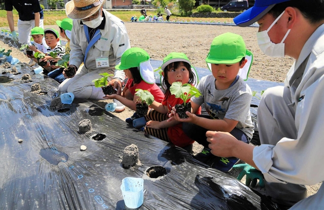 銀馬車かぼちゃの苗を植える園児＝神河町中村