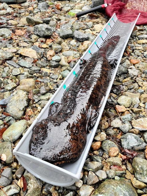 佐用町内で見つかったオオサンショウウオ