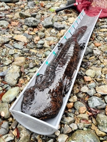 佐用町内で見つかったオオサンショウウオ