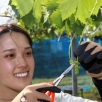 ブドウのつぼみを切りそろえる竹内愛幸さん