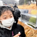 わずか数センチの幼生も観察する参加者＝佐用町内