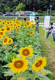 満開に近い東徳久地区のヒマワリ畑で、開園準備に追われる農家ら＝佐用町東徳久
