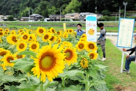 満開に近い東徳久地区のヒマワリ畑で、開園準備に追われる農家ら＝佐用町東徳久