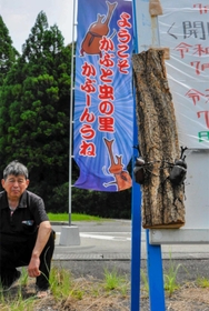 観察施設「かぶ～んうね」に放されるカブトムシやＰＲするのぼり＝赤穂市有年横尾