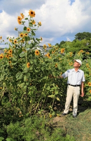 高く育ったヒマワリを見上げる藤本喜和さん＝市川町