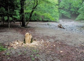 人が傷つけたとみられる樹木。自然環境の悪化が懸念される＝宍粟市波賀町原（市提供）