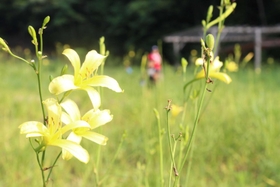 夕方に開花したユウスゲの花＝上郡町金出地