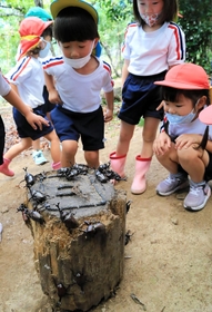 カブトムシに触れる子どもたち＝市川町下牛尾