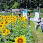 満開に近い東徳久地区のヒマワリ畑で、開園準備に追われる農家ら＝佐用町東徳久
