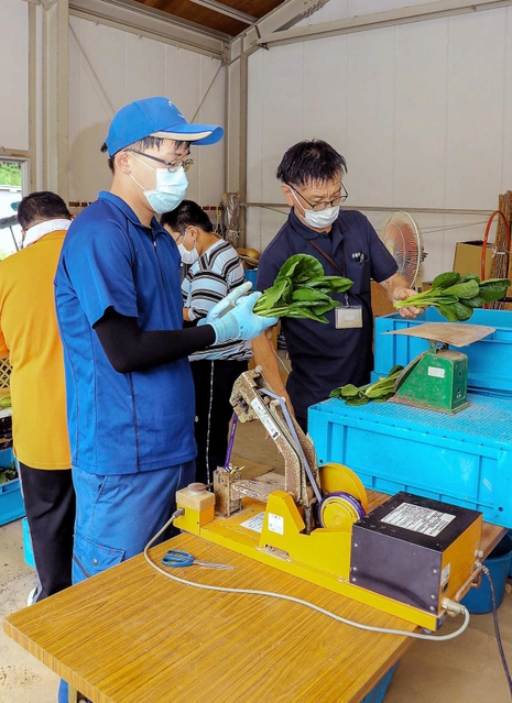 採れたての小松菜の出荷作業を進める障害者ら＝赤穂市大津