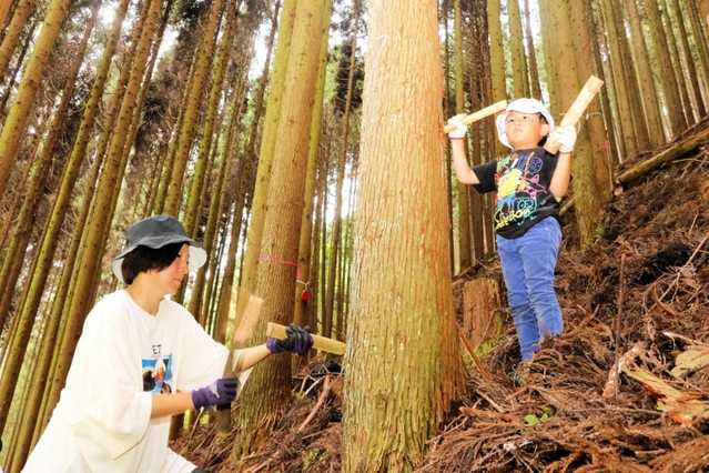 竹べらを横向きに打ち込み、樹皮をむくための穴を開ける参加者たち＝佐用町下石井