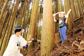 竹べらを横向きに打ち込み、樹皮をむくための穴を開ける参加者たち＝佐用町下石井
