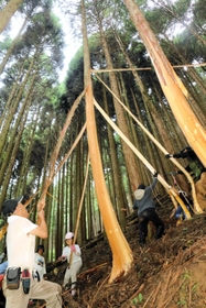 ヒノキの樹皮をつかみ、かけ声とともに下から引っ張り上げて皮をむく＝佐用町下石井