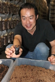 シイタケ工場の片隅でオオクワガタを飼育する深山陽一朗社長＝相生市矢野町小河