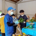 採れたての小松菜の出荷作業を進める障害者ら＝赤穂市大津