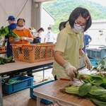 採れたての小松菜の出荷作業を進める障害者ら＝赤穂市大津