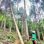 １年間木を乾燥させた後、チェーンソーで伐採する（森の蘇り提供）