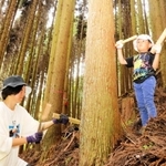 竹べらを横向きに打ち込み、樹皮をむくための穴を開ける参加者たち＝佐用町下石井