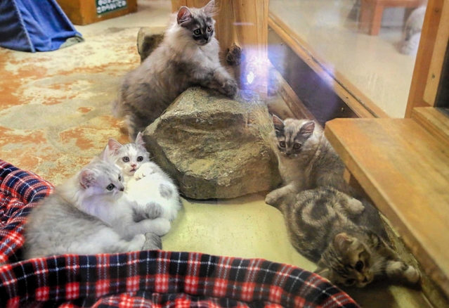 マットの上でくつろぐ子猫＝ヨーデルの森