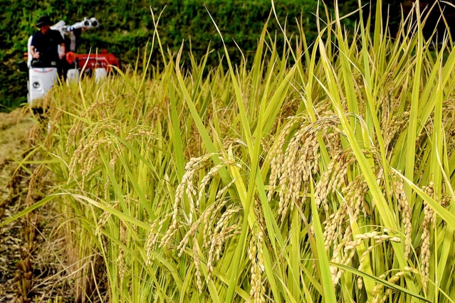 化学肥料や農薬を抑えた特別栽培米のコシヒカリ。新しいブランド米を目指す＝宍粟市千種町西河内
